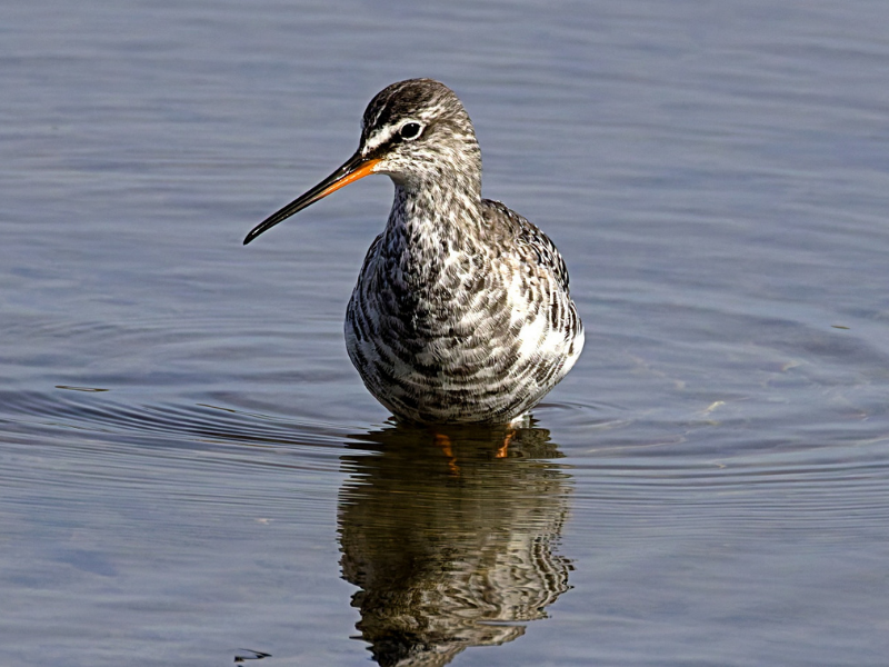 Spotted Redshank © David Rowlands