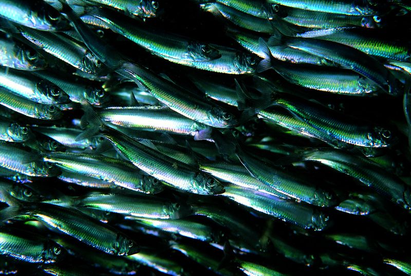 Movements under the water