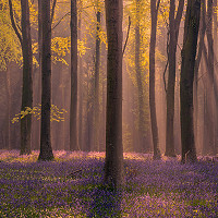 10. Spring has Sprung in Sussex - Lloyd Lane