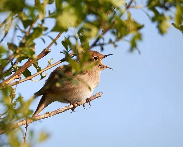 Webinar: All about Nightingales