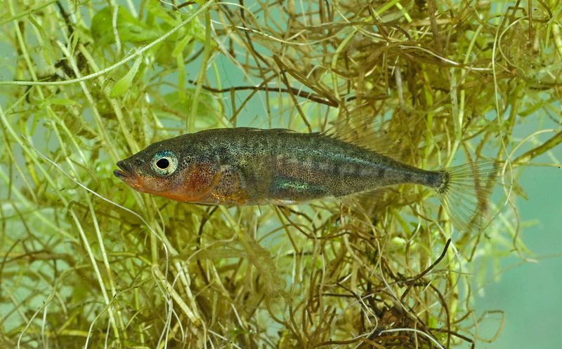 Stickleback © Derek Middleton Stickleback © Derek Middleton