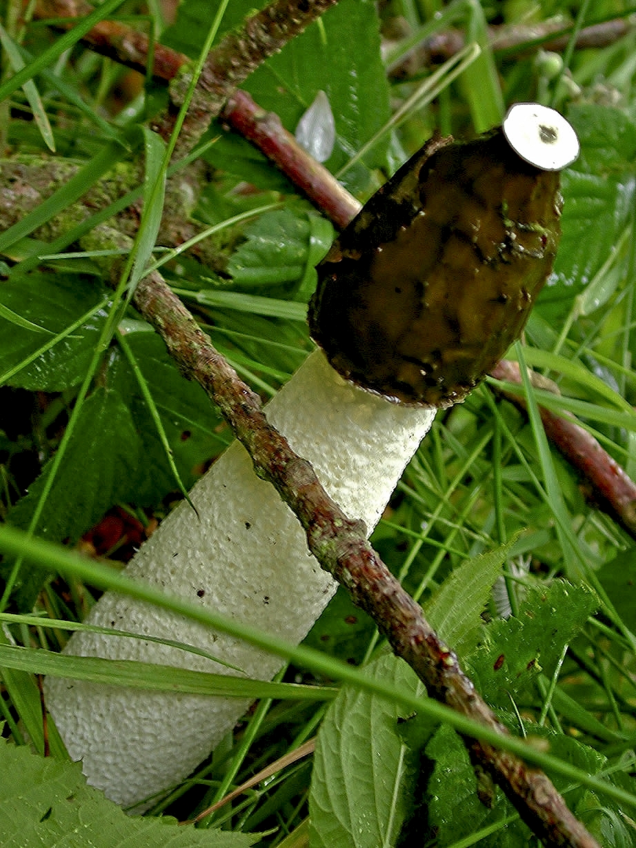 Stink Horn © Les Binns