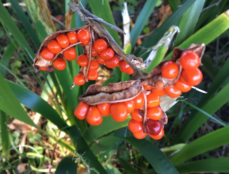 Stinking Iris seedpods