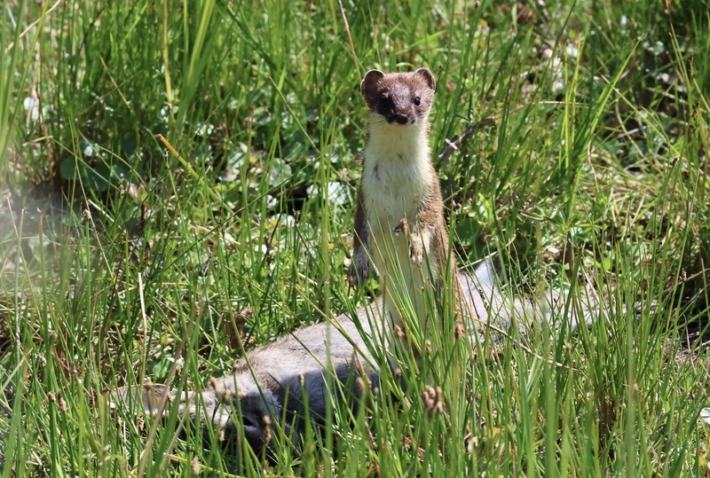 Stoat Stoat