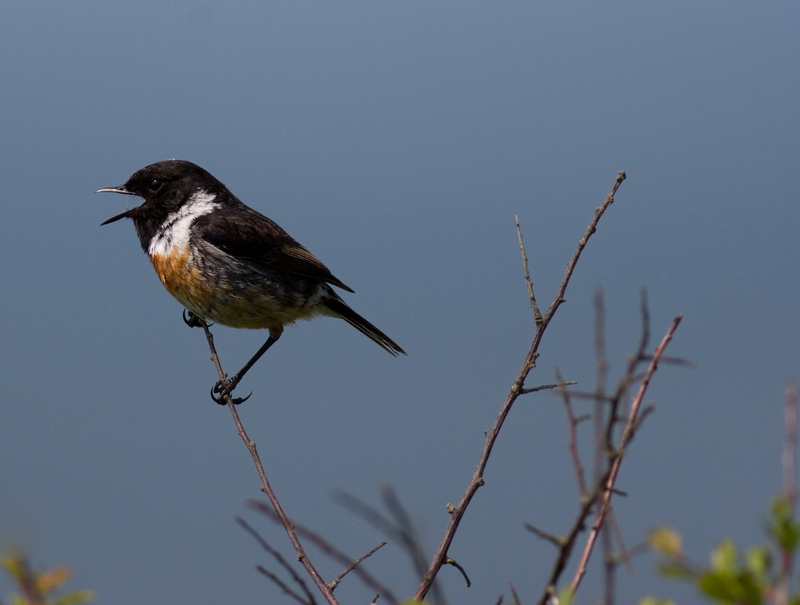 Stonechat Stonechat
