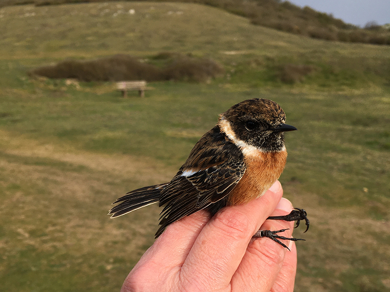Stonechat © Alan Harris