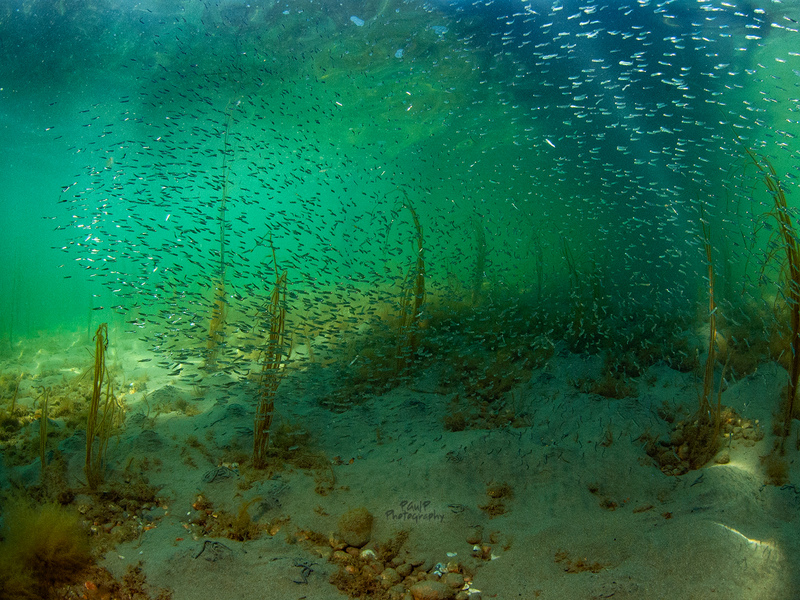 Paul Parsons - Sussex wildlife selection, on land & sea