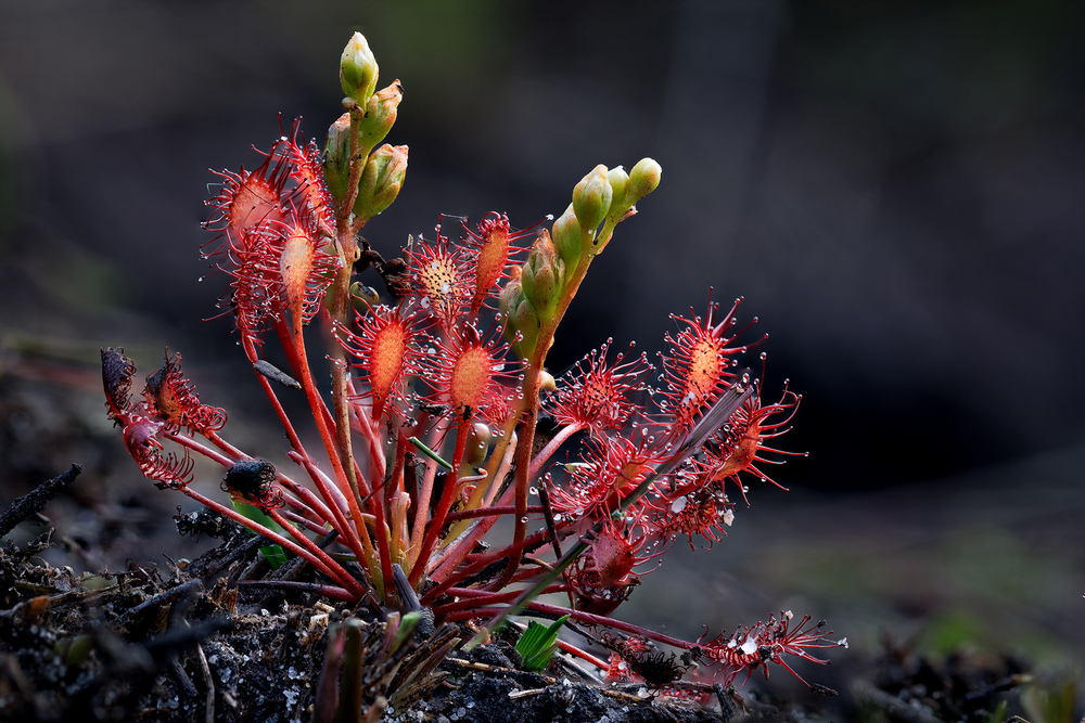 Sundew by Wendy Ball