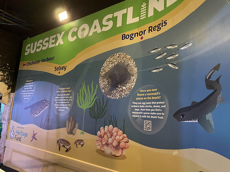 Sussex Coastline display at SEA LIFE Brighton