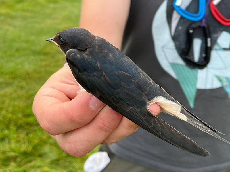 Swallow © Alan Harris