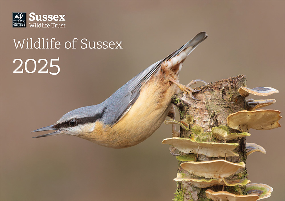 Wildlife of Sussex calendar 2025