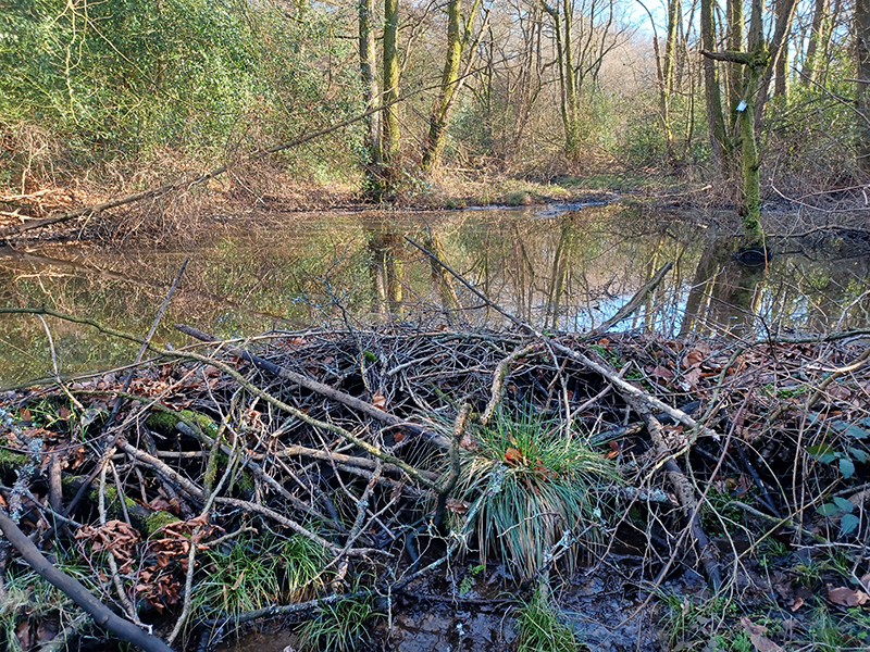 Dam created by Beavers Dam created by Beavers