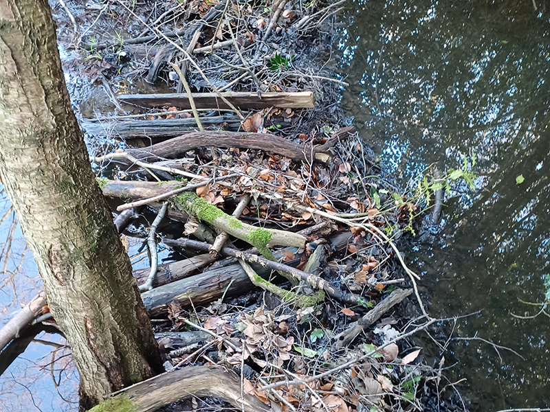 Dam created by Beavers © Emma Chaplin Dam created by Beavers © Emma Chaplin