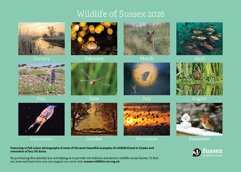 2026 Wildlife of Sussex Calendar preview