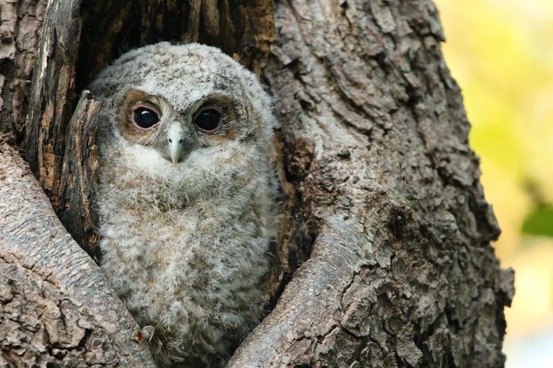 Tawny owlet