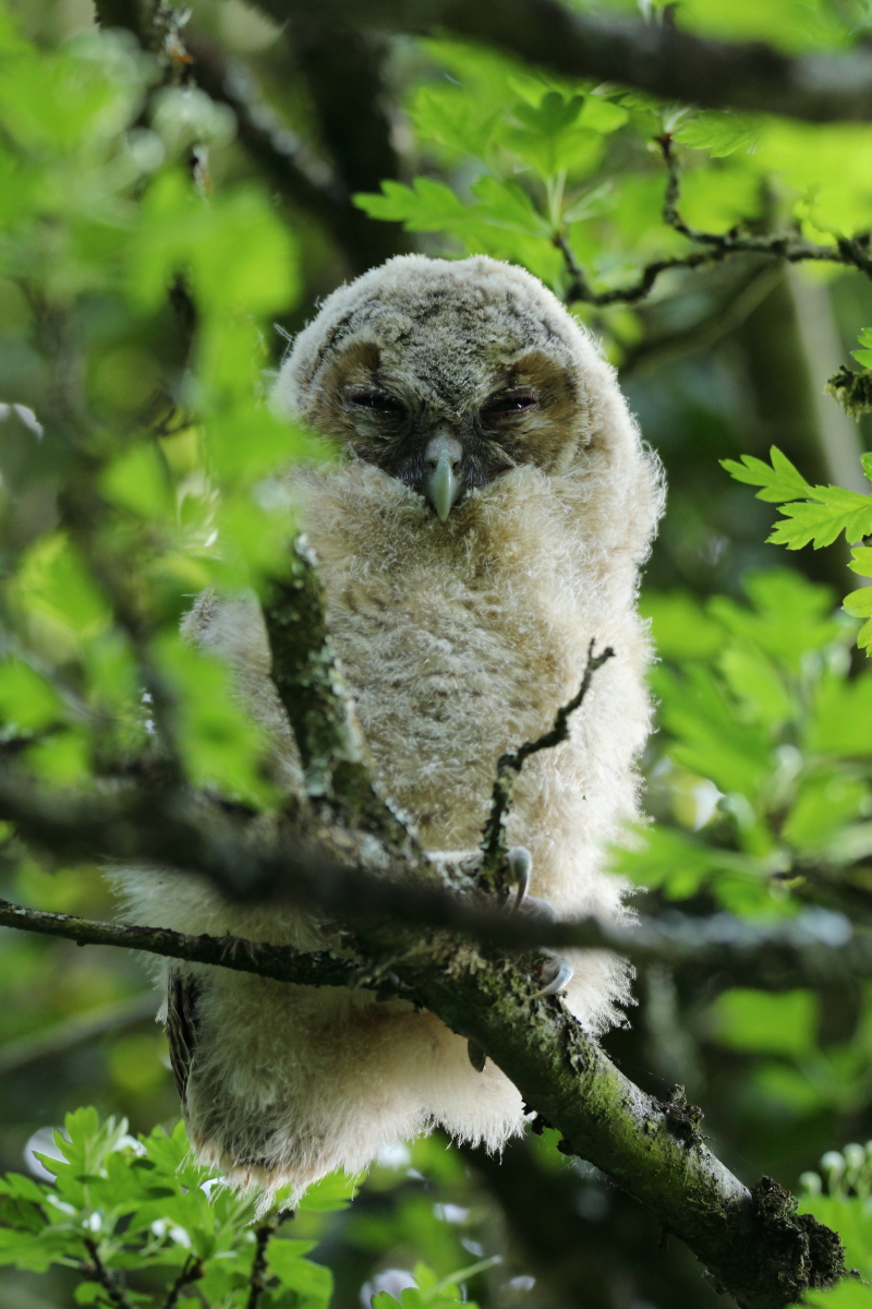 Tawny1