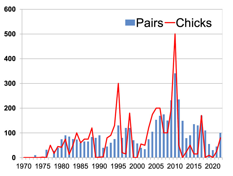 Common Tern pairs at Rye Harbour Nature Reserve and includes the annual estimate of the number of chicks fledged each year. Common Tern pairs at Rye Harbour Nature Reserve and includes the annual estimate of the number of chicks fledged each year.