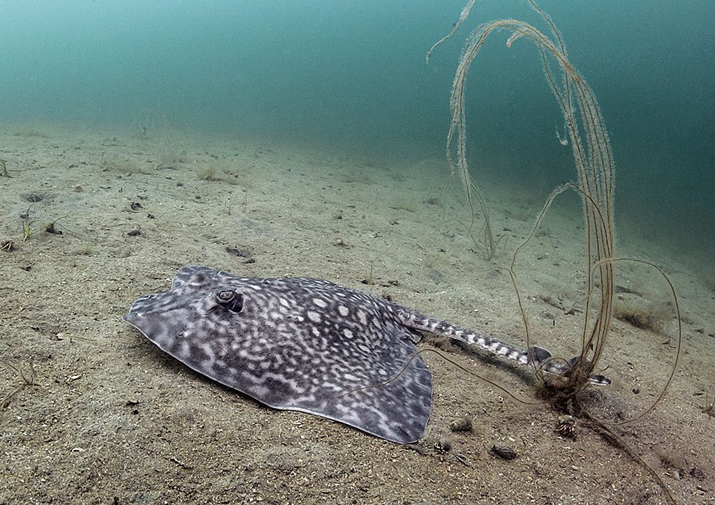 Thornback ray Paul Naylor