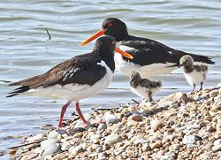 An Introduction to Winter Waders (25/02/2022)
