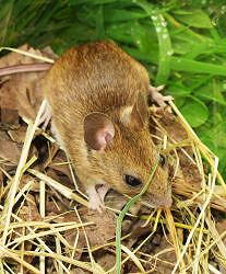Introduction to Small Mammals (23/04/2022)