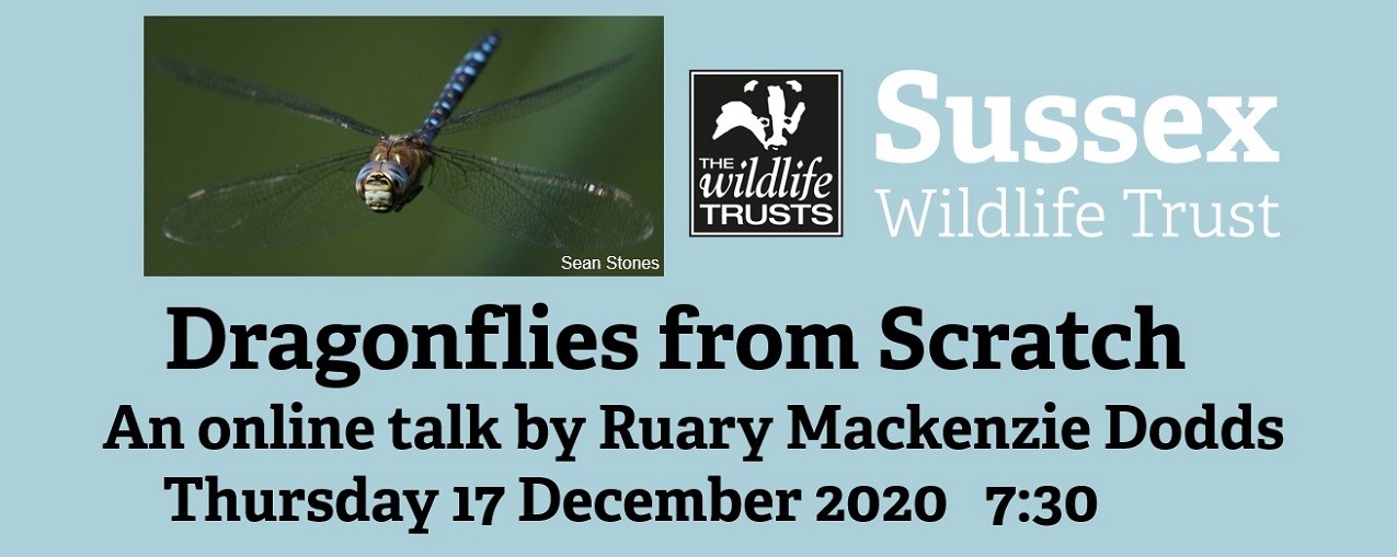 Thumbnail Banner Dragonflies