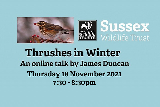 Webinar: Thrushes in Winter