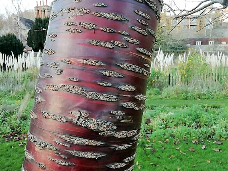 Tibetan Cherry tree Tibetan Cherry tree