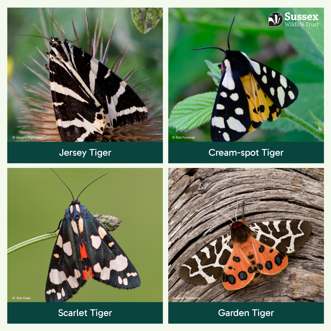 Four tigers to see in Sussex Four tigers to see in Sussex