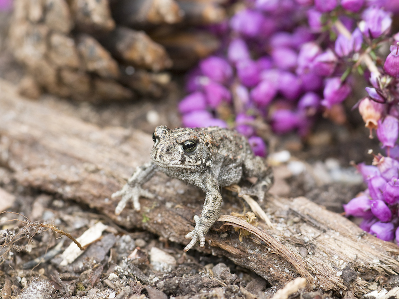 Natterjack Toad Natterjack Toad