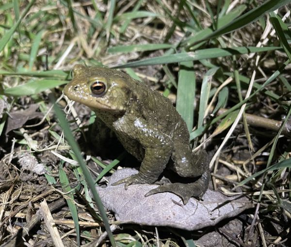 Toad in the pond © Grahame Mayo