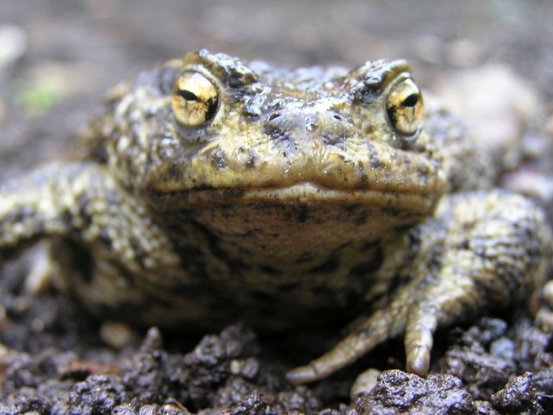 Toad © Mark Monk-Terry Toad © Mark Monk-Terry