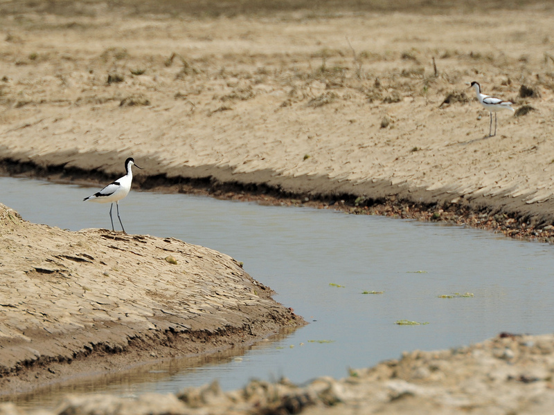 Avocets © Tom S B Lee