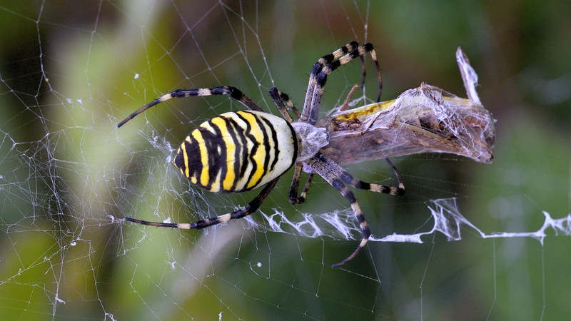 Wasp Spider © Tom SB Lee Wasp Spider © Tom SB Lee