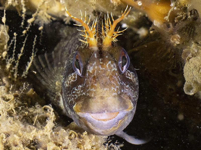 Tompot Blenny under Brighton Pier © Paul Naylor