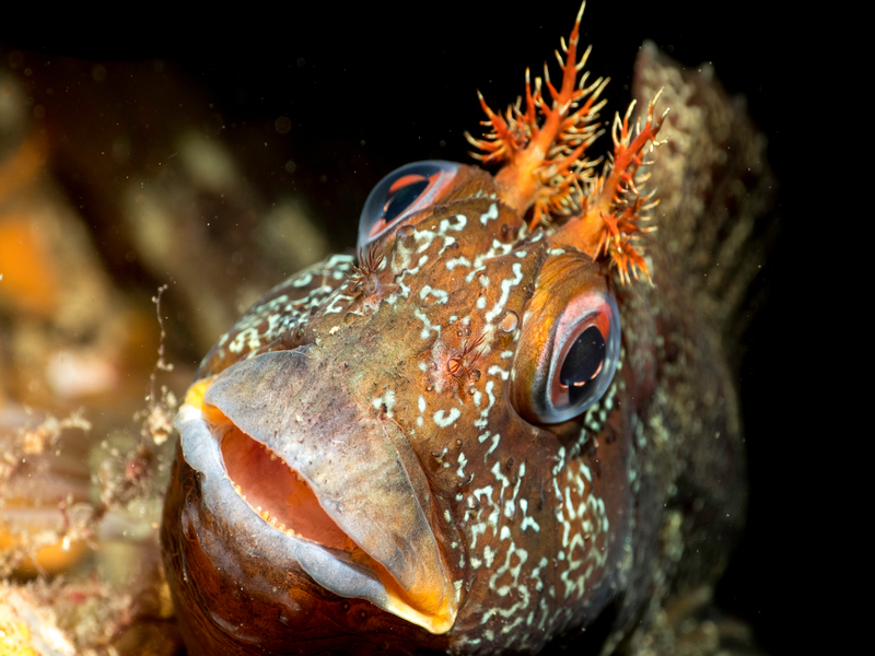 6,000 voices for our sea. Thank you.