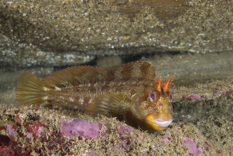 Tompot Blenny © Paul Naylor