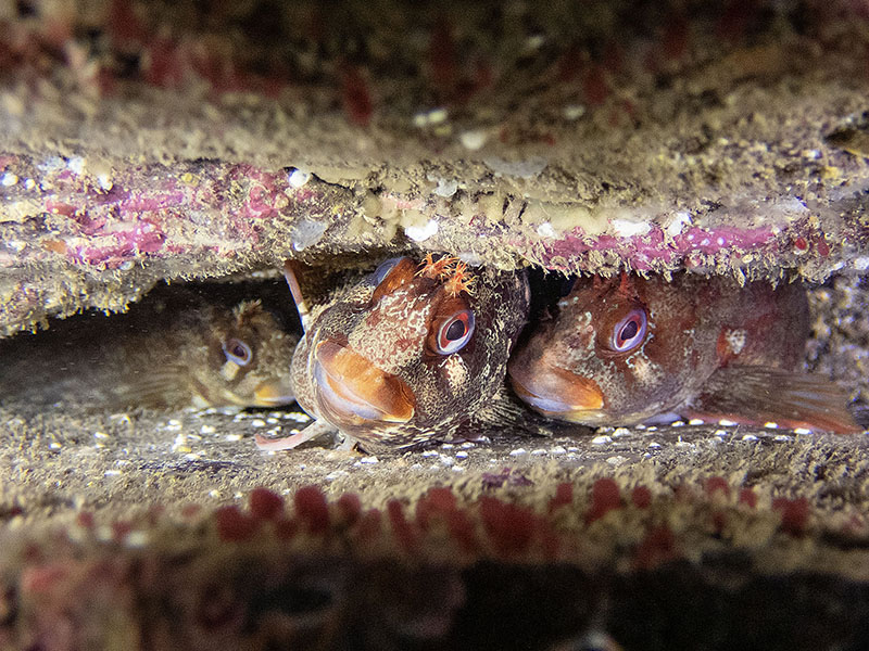 Tompot Blenny couple with sneaker © Paul Naylor