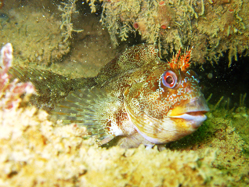 Tompot Blenny © Gerald Legg, Naturalmaging