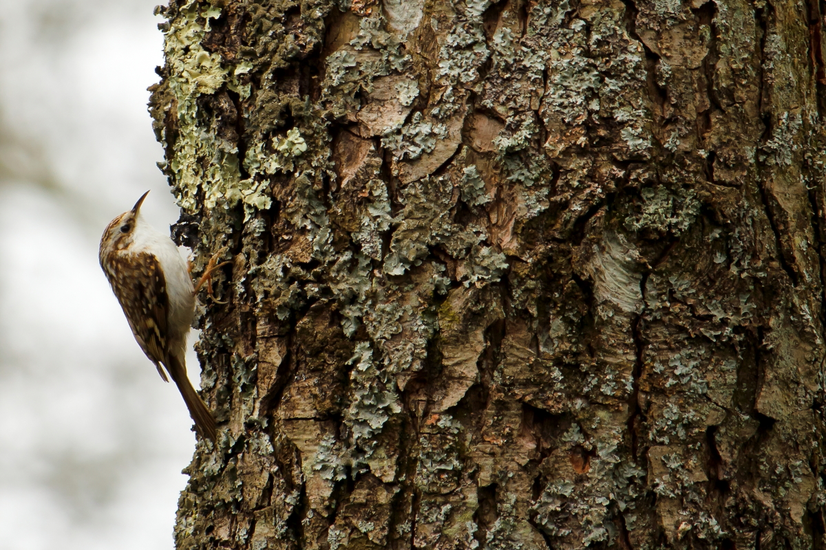 Treecreeper1
