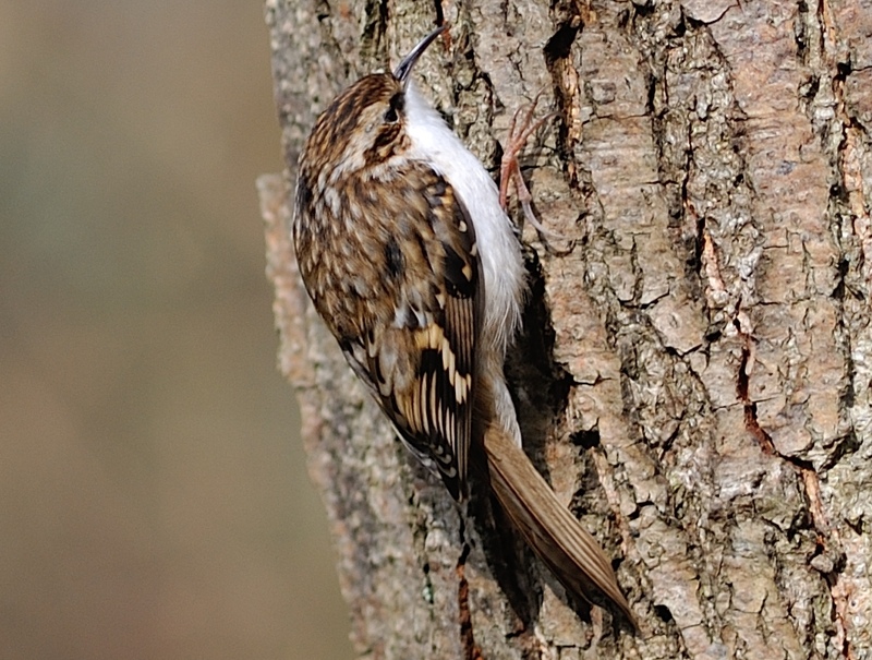 Treecreeper