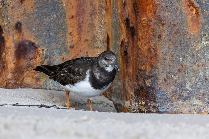 Turnstone © Stephen Redden