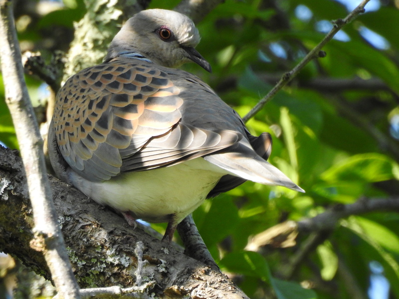 Turtle Dove © Neale Ambrose