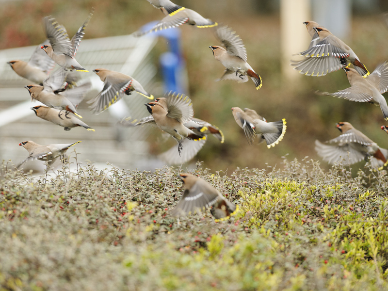 Flock of Waxwing in a supermarket carpark © Terry Whittaker/2020VISION