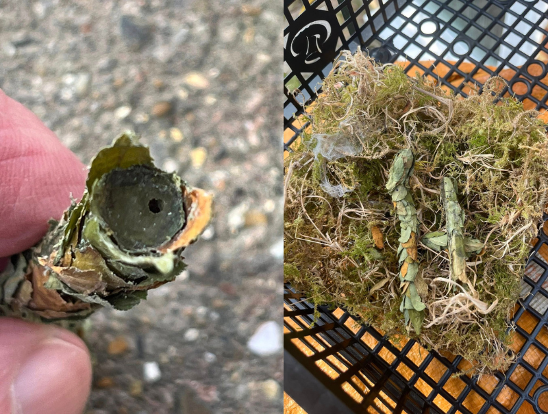 Leaf-cutter bee nest chambers © Pip Piper