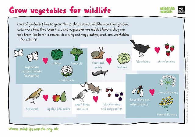 VEGETABLES FOR WILDLIFERGB 800