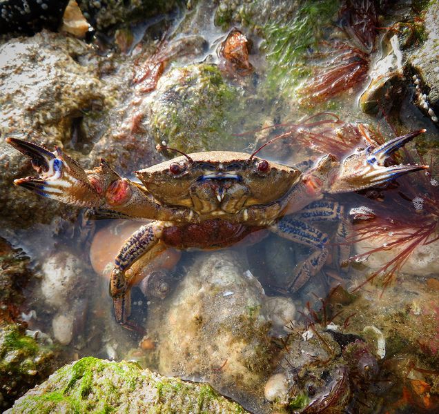 Velvet Swimming (or Devil) Crab © Ryan Greaves