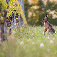 11. Vineyard Hare - Emma Varley