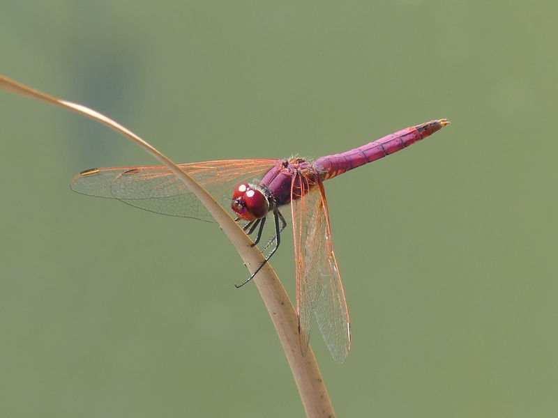 Violet Dropwing male © Simon Linington