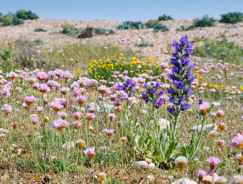 Sea Thrift and Vipers Bugloss
