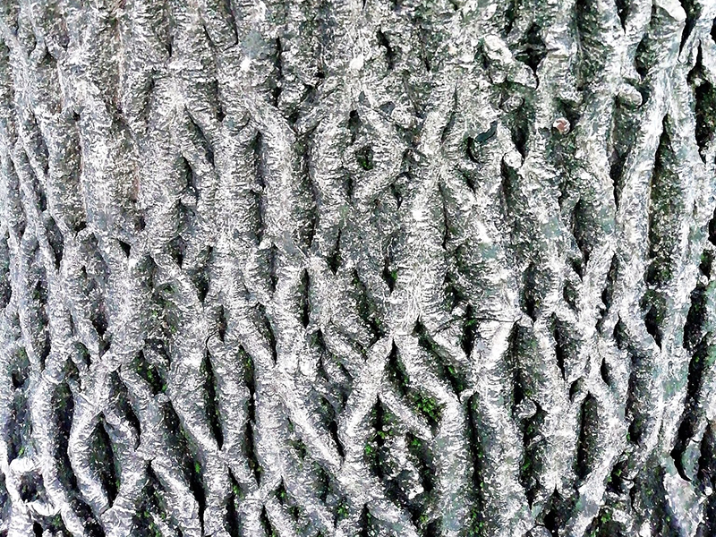 Walnut bark Walnut bark
